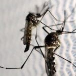 Dengue no Estado do Rio tem número de casos seis vezes maior que o esperado