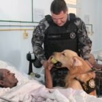 Cão da Guarda Municipal encanta pacientes e funcionários de hospital de Campos Cão da Guarda Municipal encanta pacientes e funcionários de hospital de Campos