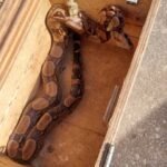 Mais duas cobras e dois gambás são resgatados em Campos