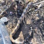 Mais quatro gambás e uma cobra resgatados pelo GAM em Campos Mais quatro gambás e uma cobra resgatados pelo GAM em Campos
