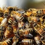Defesa Civil de Campos faz alerta sobre enxames de abelhas Defesa Civil de Campos faz alerta sobre enxames de abelhas