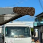Enxame de abelhas assusta passageiros em ponto de ônibus de Campos Enxame de abelhas assusta passageiros em ponto de ônibus de Campos
