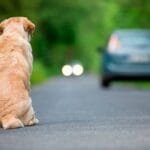 Dezembro Verde: UENF alerta sobre combate ao abandono de animais Dezembro Verde: UENF alerta sobre combate ao abandono de animais