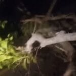 Árvore cai e interdita acesso ao Imbé, em Campos