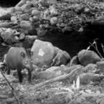 Após mais de 100 anos, animal em extinção é visto no estado do Rio Após mais de 100 anos, animal em extinção é visto no estado do Rio