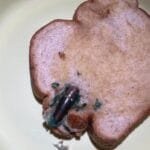 Cliente encontra bala de fuzil dentro de pão de forma no RJ Cliente encontra bala de fuzil dentro de pão de forma no RJ