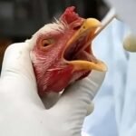 Gripe aviária: entenda se é possível se contaminar comendo carne de frango
