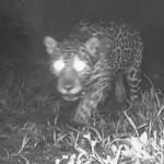 Após 50 anos, onça-pintada é registrada no estado do Rio