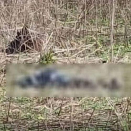 Foto de um corpo em área de mato - Foto: Divulgação